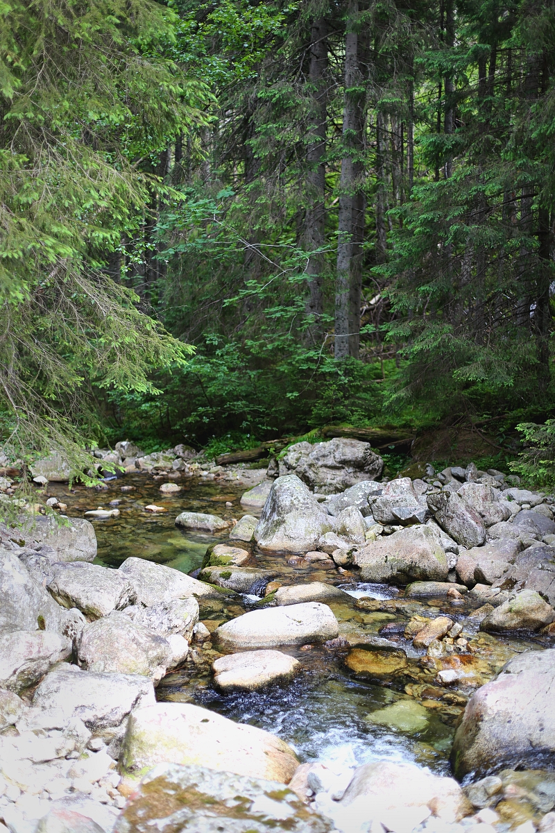 Górski potok w Tatrach