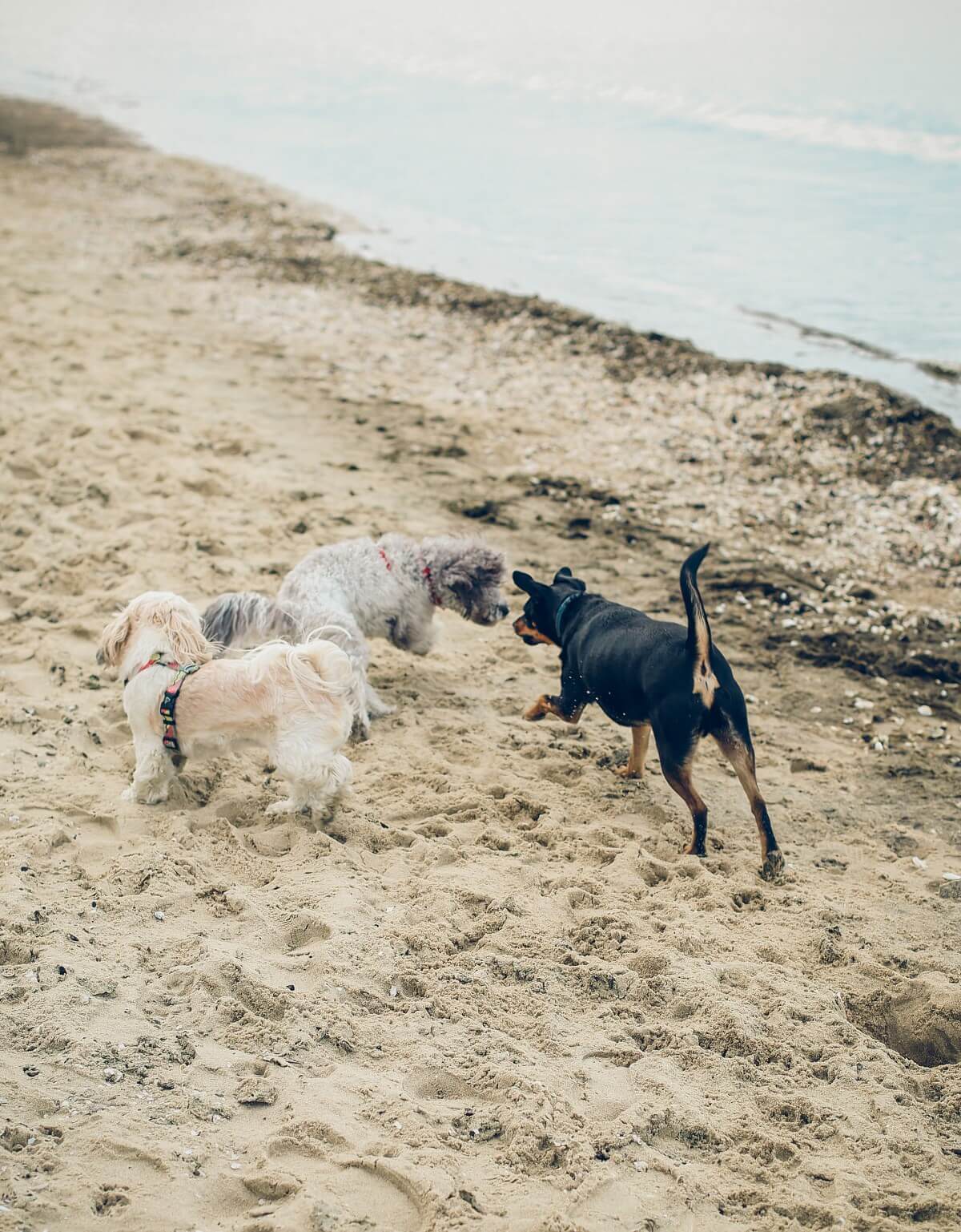 sesja nad morzem psy na plaży